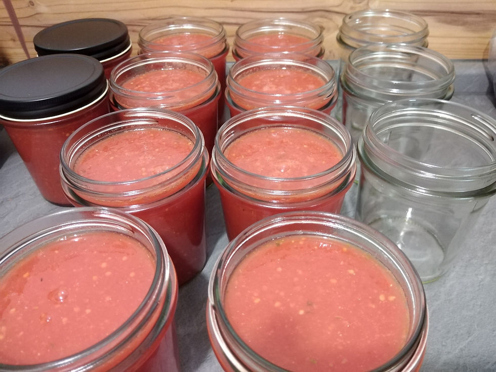 Selbstgemachte Tomatensoße in Gläsern