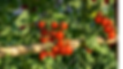 Bio-Tomaten