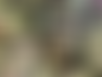 Il Carciofo: Storia, tradizione e ricette regionali