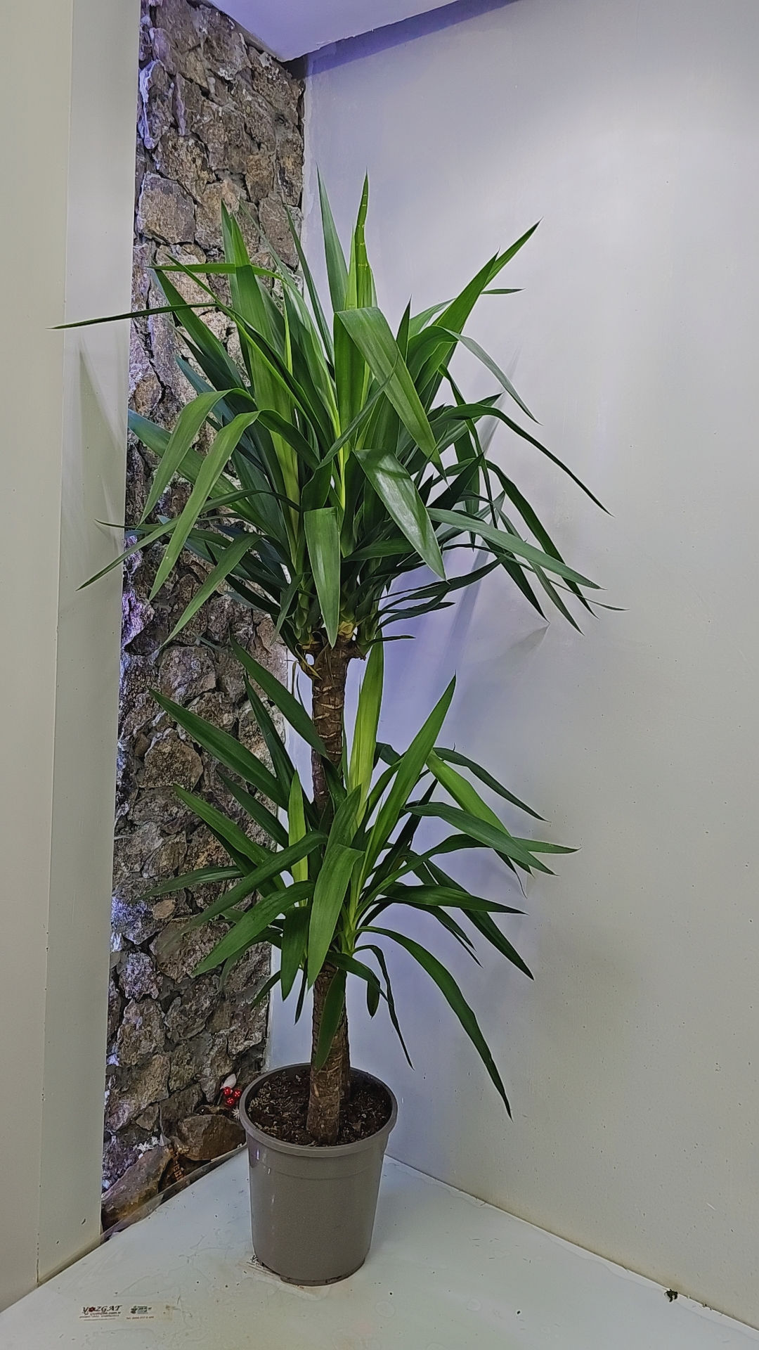 Yucca Jumbo (2'li Yuka Bitkisi )160cm 170cm