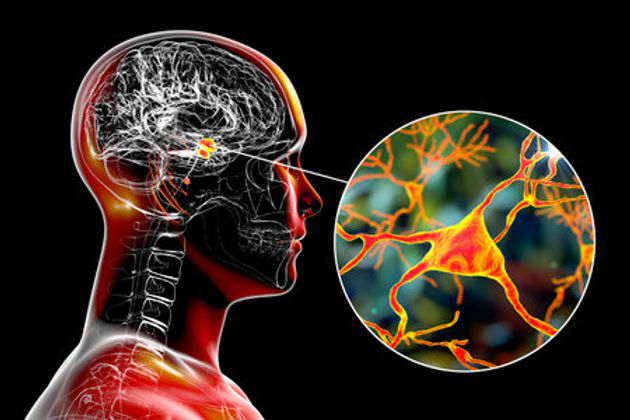 170046393-amígdala-en-el-cerebro-y-vista-de-cerca-de-las-neuronas-de-la-amígdala-ilustraci