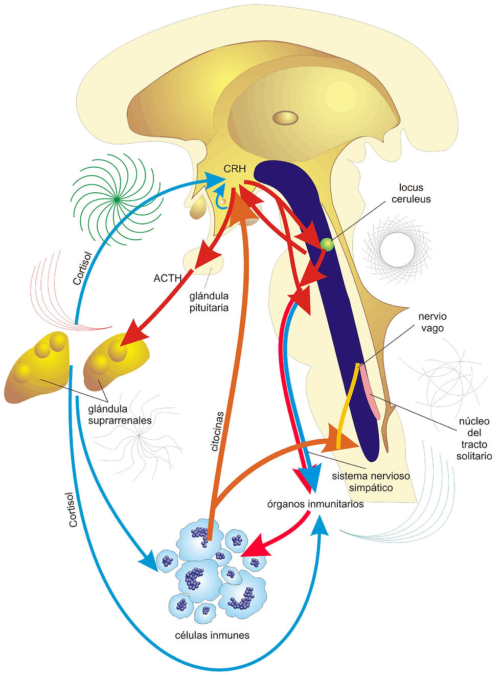 Psiconeuroinmunoendocrinología de la Respuesta al Estrés, el Ciclo Circadiano y la Microbiota en la Artritis Reumatoide