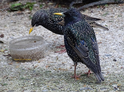 DSC08633.jpg Starlings Taken 9/4/22