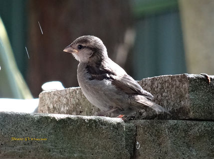DSC06445.jpg Young sparrow taken 8/6/21