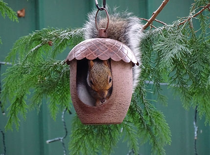 DSC05661.JPG Squirrel Taken 28/10/21