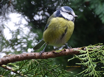 DSC09402.jpg Blue tit 1 Taken 19/12/21