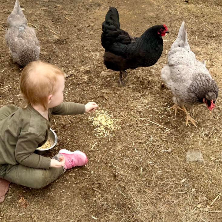 Chickens free range at Legacy Acres in Milan, NH 