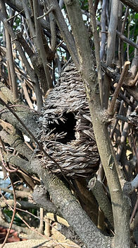 wicker birdhouse in tree.jpg