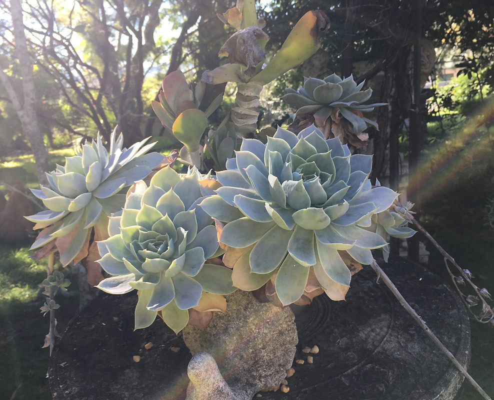 bev cactus sunshine.jpg