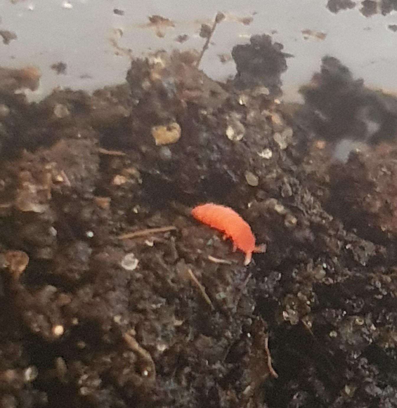 Yuukianura aphoruroides - orange springtails Pack of 25