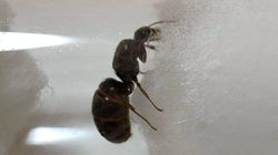 Lasius