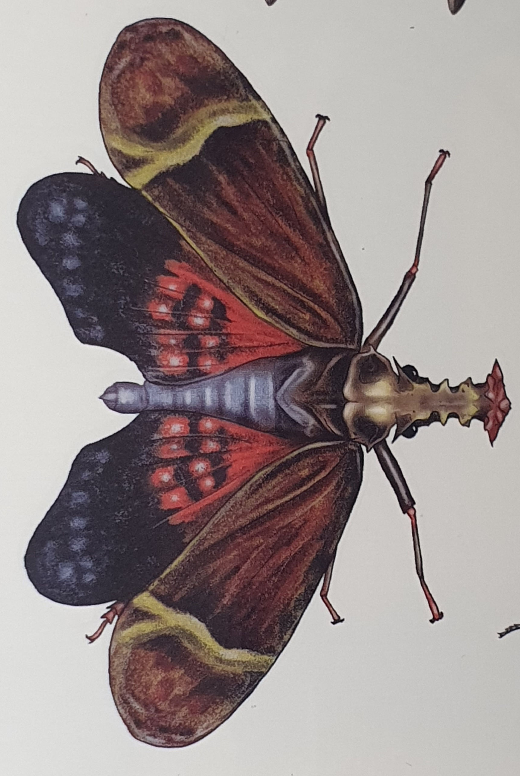 Assorted Insect temporary Tattoo