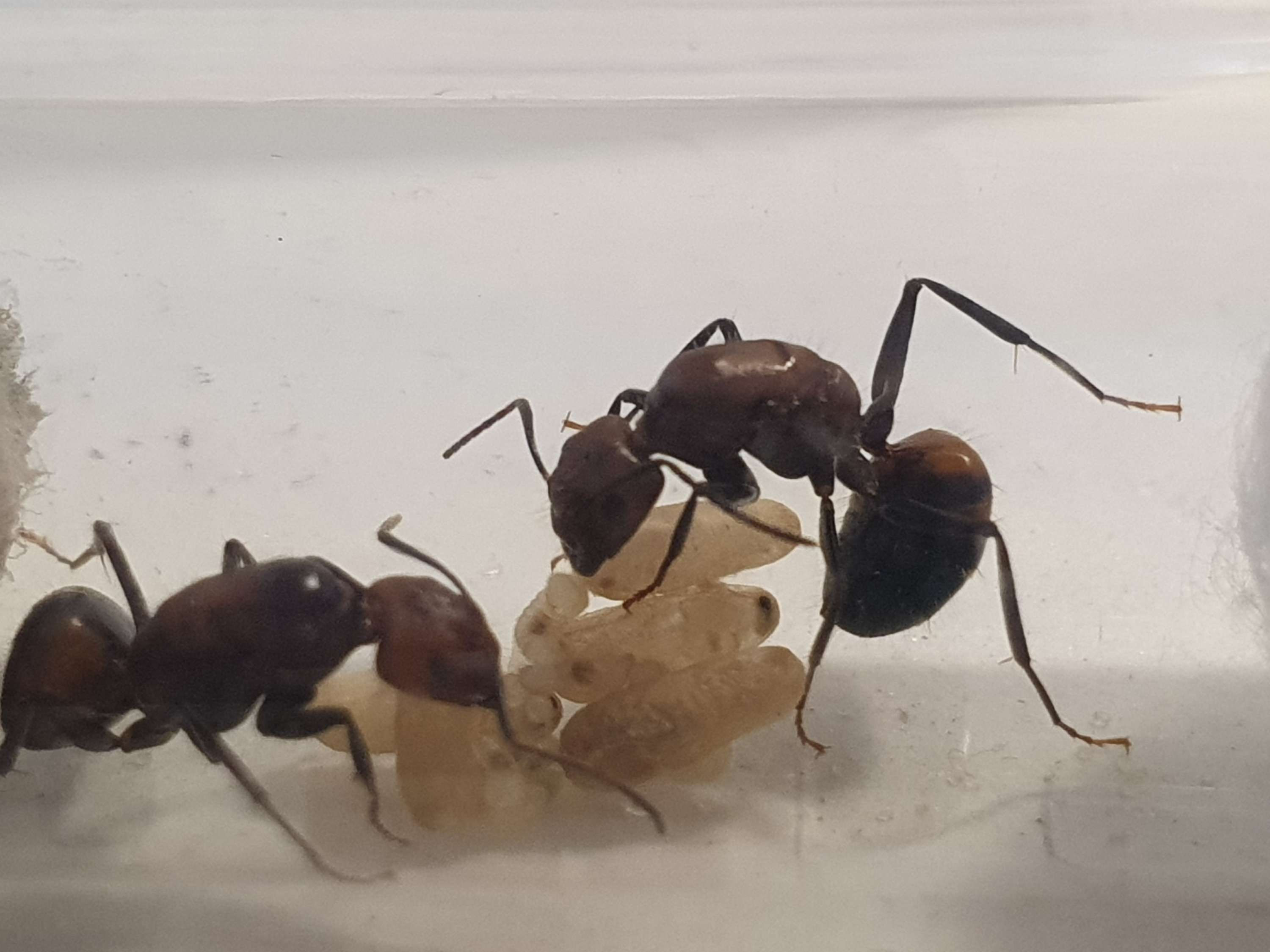 Camponotus nicobarensis