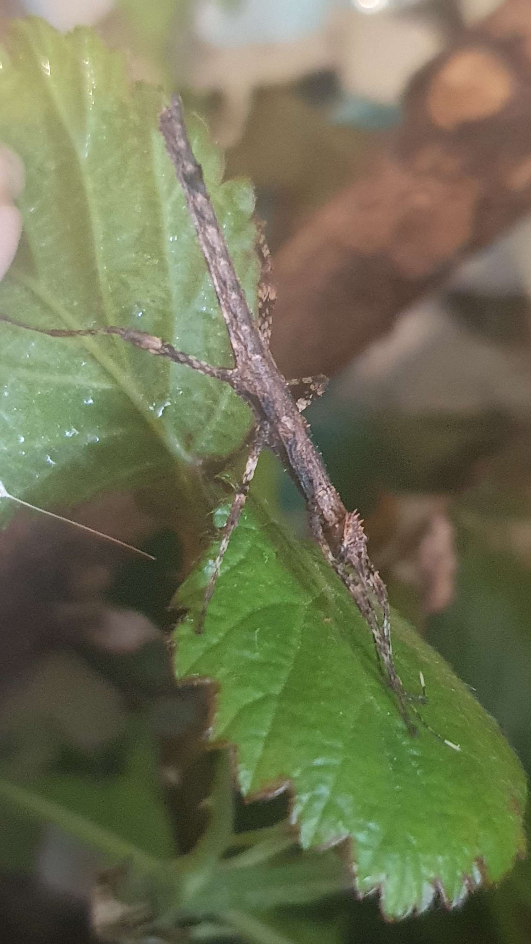 Sunny Stick Insects "Sungaya inexpectata"