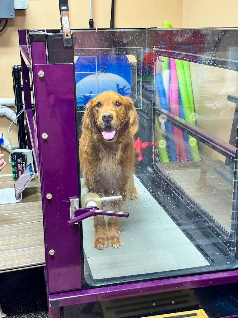 Golden Retriever in underwater treadmill for veterinary rehabilitation in bucks county