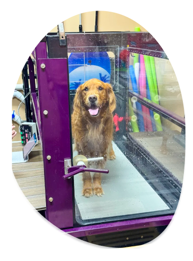 golden treadmill eclipse.png