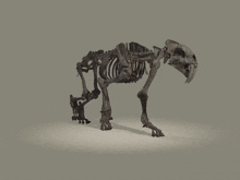 smilodon-skeleton.gif
