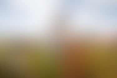 Miel: 15 bienfaits et vertus du miel (et ses risques!)