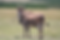 eland.png