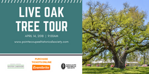 Live Oak Tree Tour