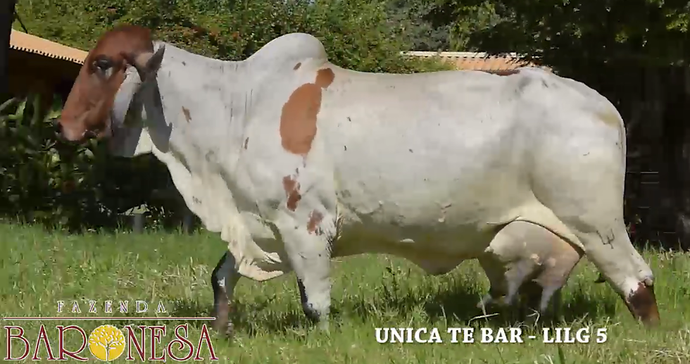 UNICA TE BAR