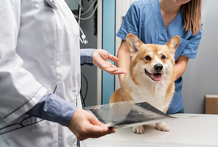 veterinarian-taking-care-pet-dog.jpg