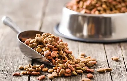 dog-food-1296x728-header.webp