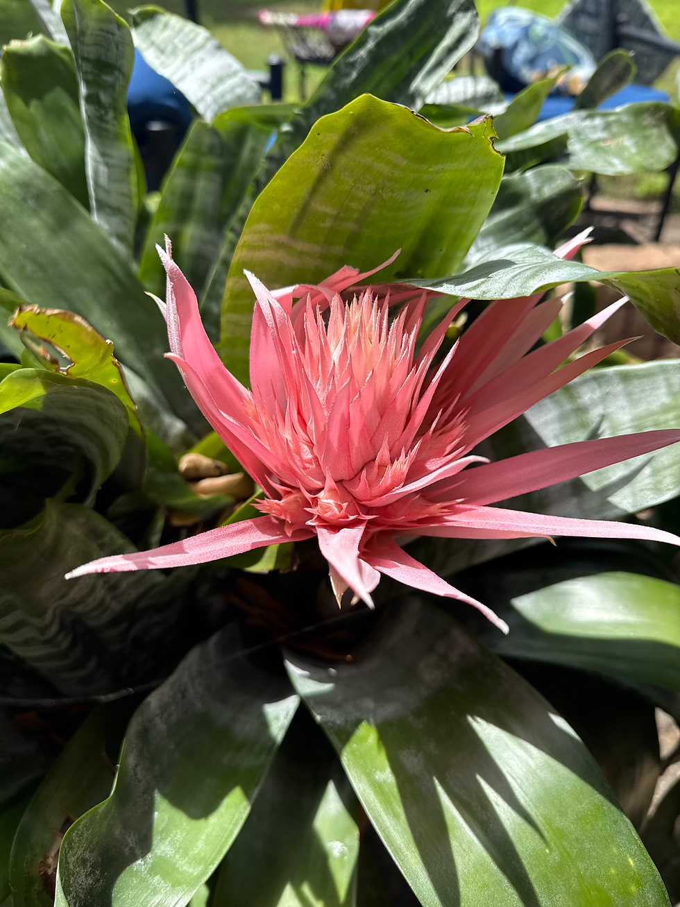 A striking pink flower emerges from the center of a lush cluster of thick, glossy green leaves, its pointed petals radiating outward in a dramatic star-like shape. The plant appears healthy and well-established, with layered foliage creating depth and contrast around the bloom. The vivid pink against the deep green leaves draws immediate focus, suggesting a tropical or ornamental plant growing in a garden or landscaped setting.