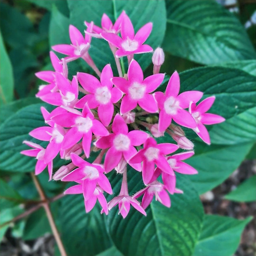 Bright pink star-shaped flowers cluster above lush green leaves, creating a vibrant and lively scene in a garden setting.