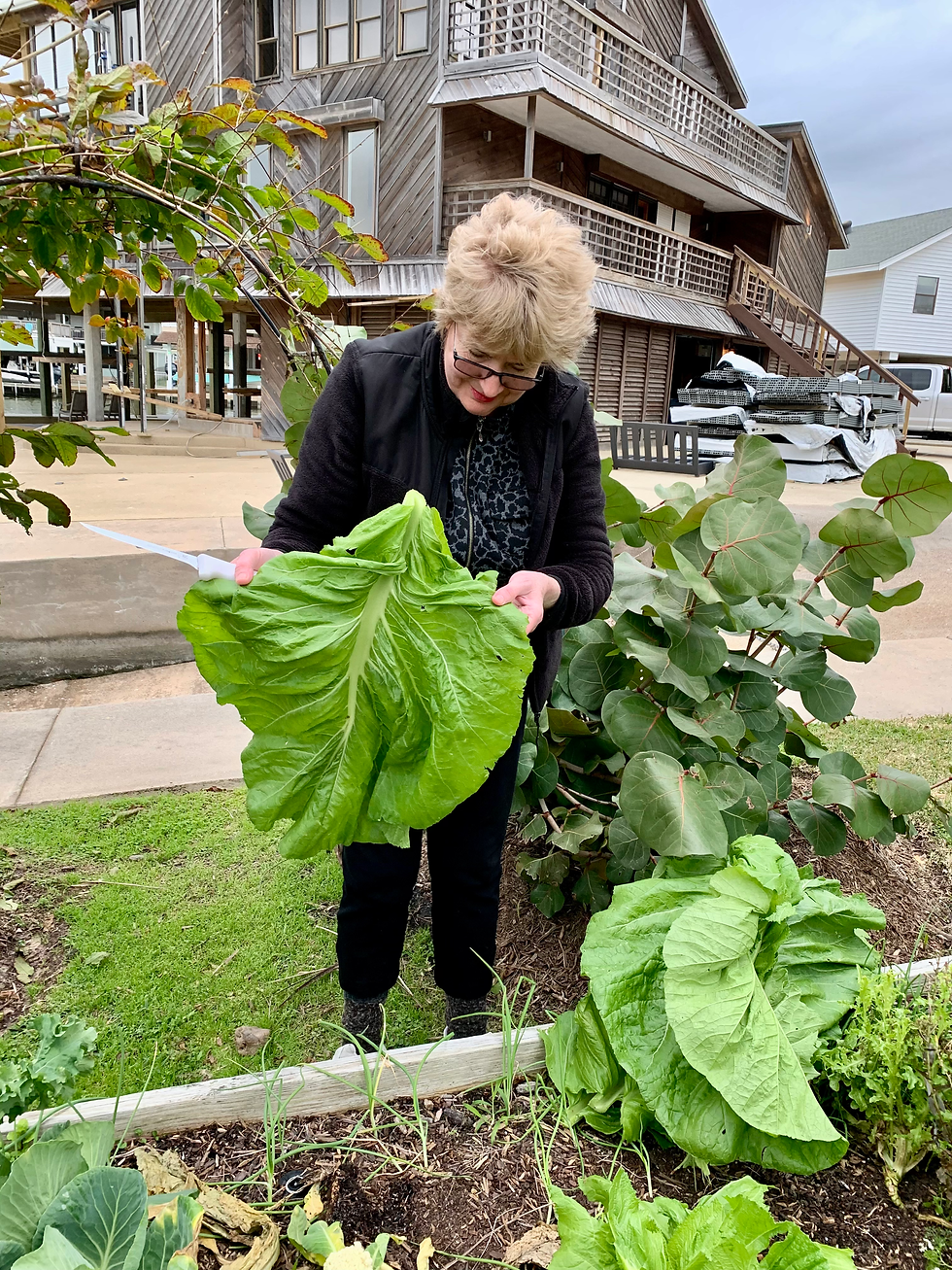 An older woman stands in a small outdoor garden bed, carefully holding and inspecting large, broad green leaves from a healthy leafy plant growing in the soil around her. She is slightly bent forward, focused on the harvest, with more lush greens visible at her feet. The setting appears to be a neighborhood or community garden, with grass, a sidewalk, and multi-story residential buildings with balconies in the background, suggesting an urban or suburban environment.