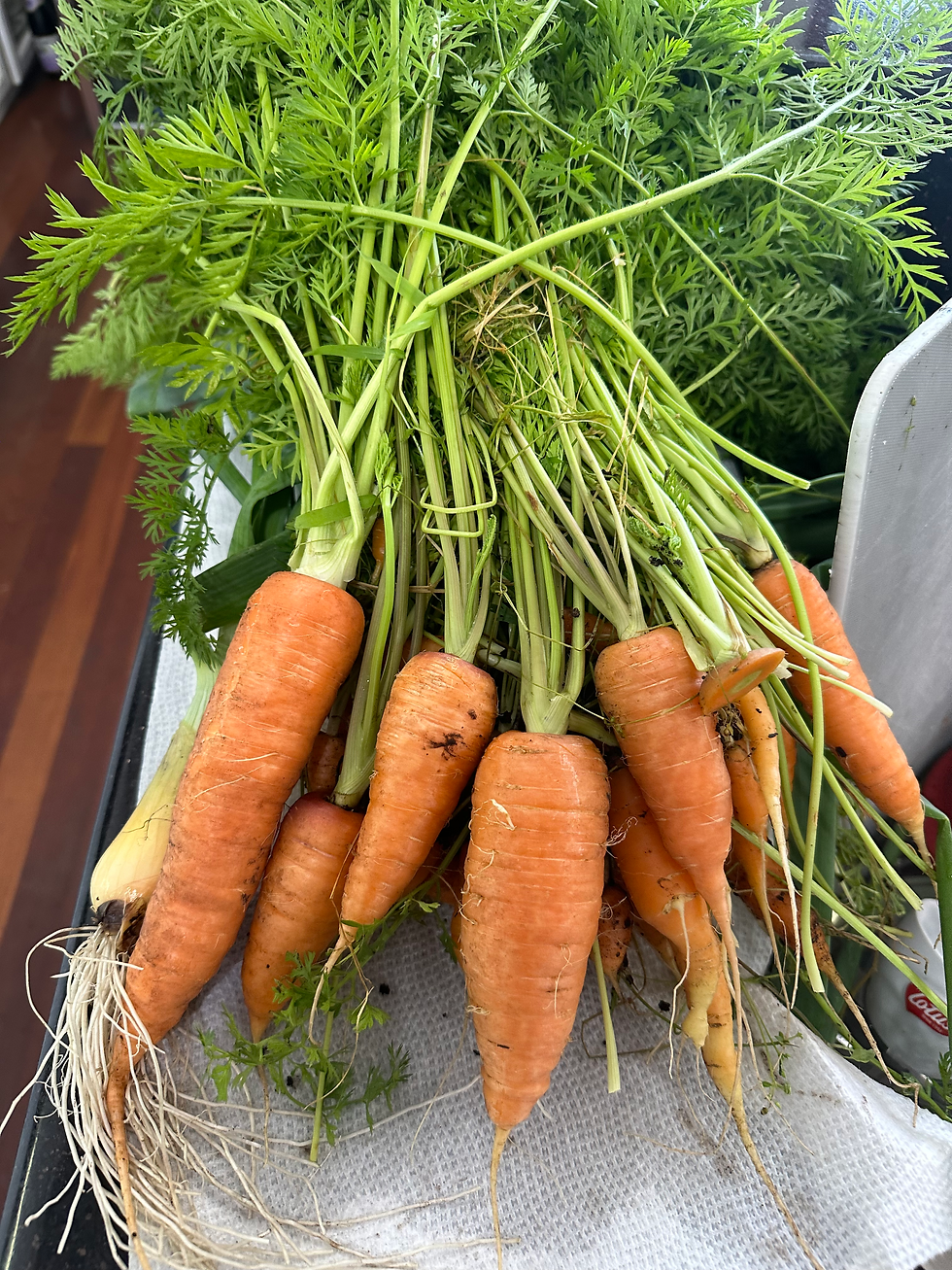 A freshly harvested bunch of carrots rests on a light-colored surface, their orange roots still dusted with soil and long, thin taproots visible at the tips. The vibrant green tops are attached, spreading outward in a loose bundle and giving a clear sense of how recently they were pulled from the ground. The carrots vary slightly in size and shape, adding to the natural, just-picked feel, and the overall scene suggests a home garden harvest brought indoors for cleaning or preparation