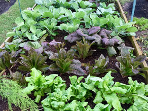 Vegetable garden with rows of lush green and purple leafy plants, surrounded by a wooden frame, on a grassy yard. A sense of growth.