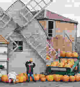 whole hogg farm shop malton pumpkin picking patch autumn windmill