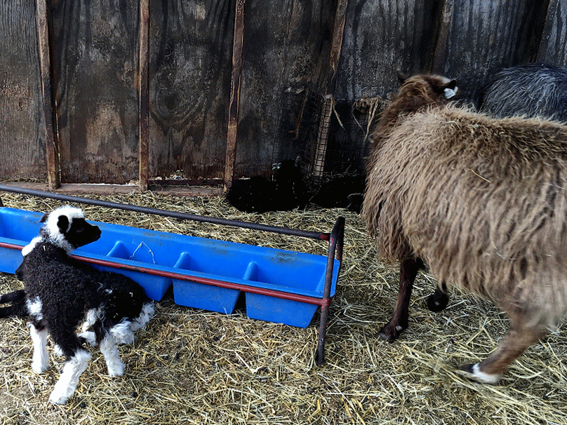 Icelandic Sheep and Lambs