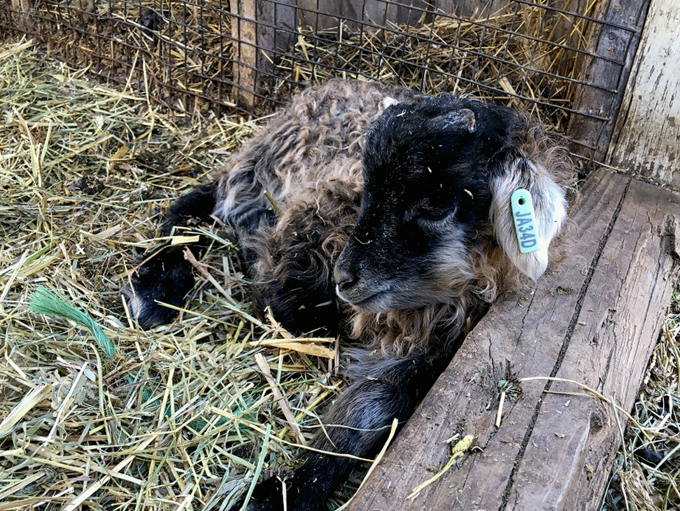 Gray Mouflon Icelandic Ram Lamb