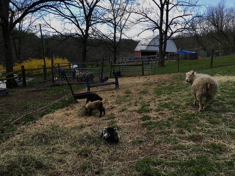 Breeding Stock at Tamarack Farm