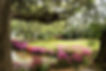 middleton-gardens-photo.jpg