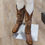 Thumbnail: WESTERN COWGIRL BOOTS - BROWN