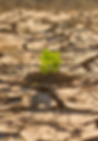 Plante jord 7.png