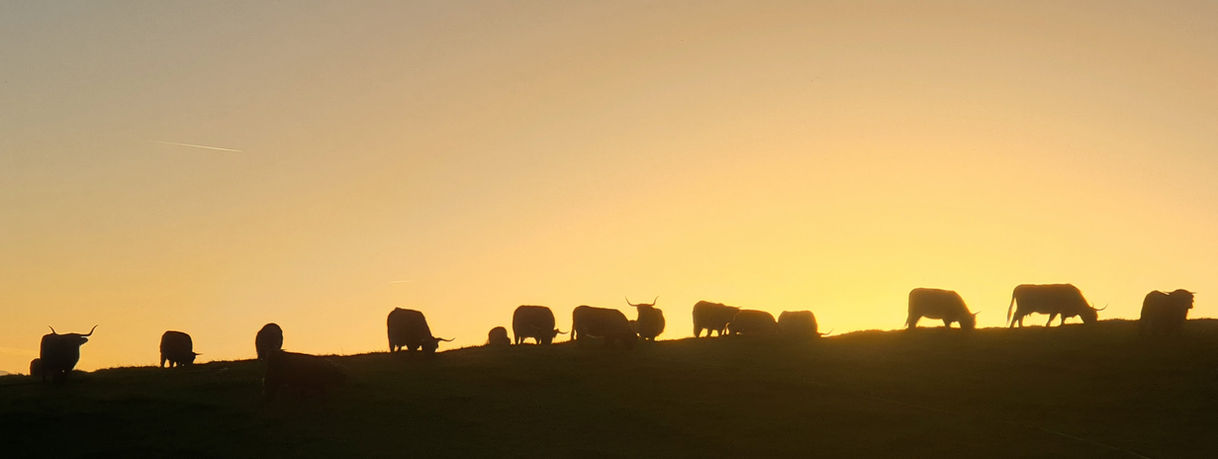 Schottische_Hochlandrinder_Silhouette.jpg