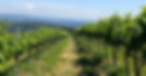 hillside vineyard_edited.jpg