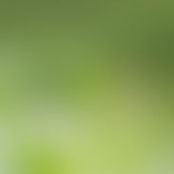The Carbon Footprint of a Cup of Tea 
