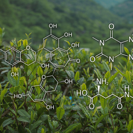 Chemical Composition of Tea