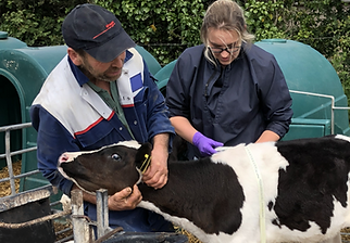 Calf Tracker Edited.png