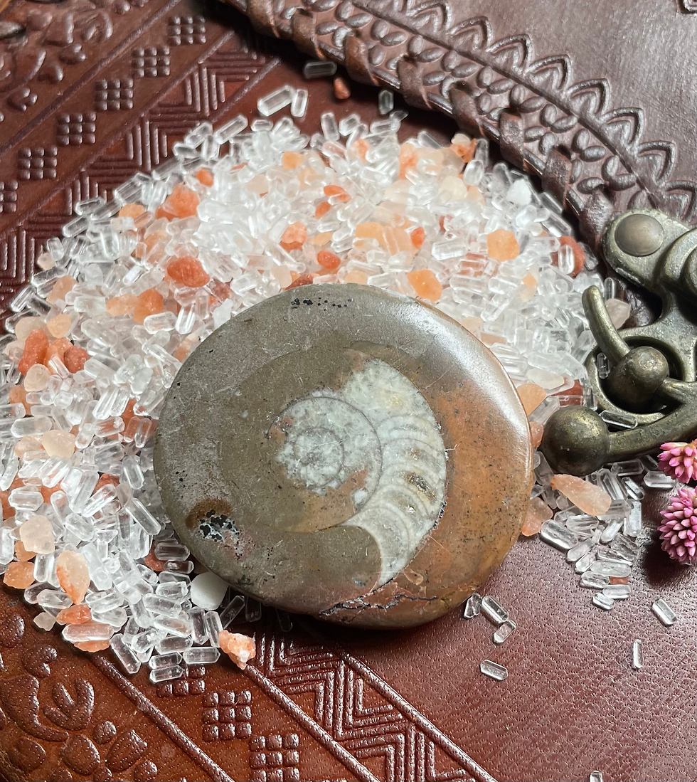  Ammonite
