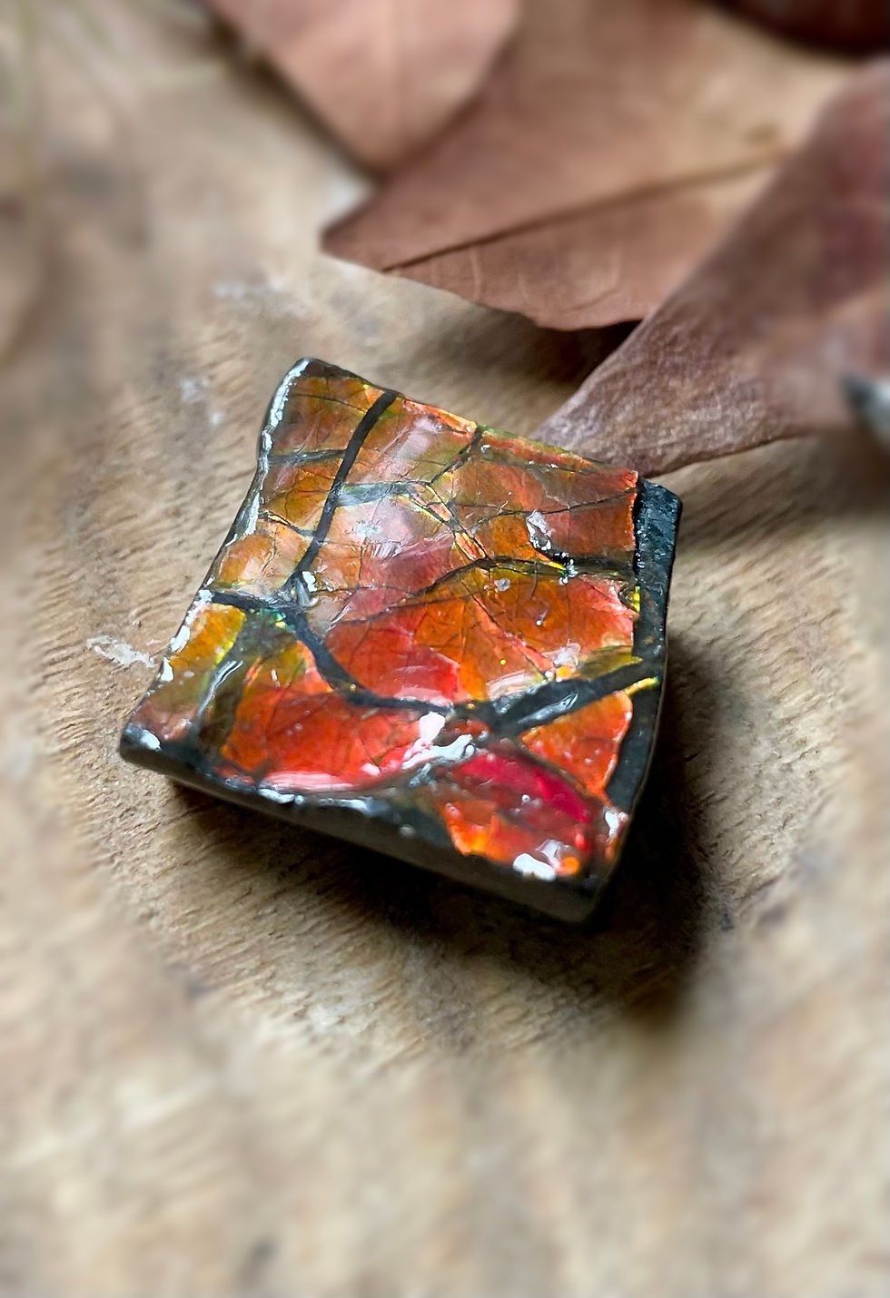 Ammolite Shard
