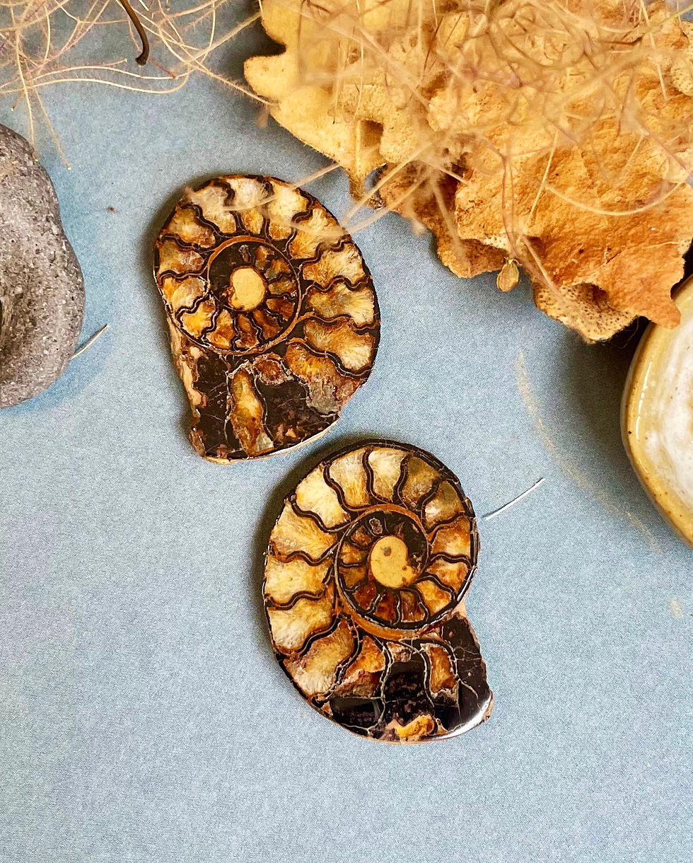 Ammonite Cleoniceras Halves