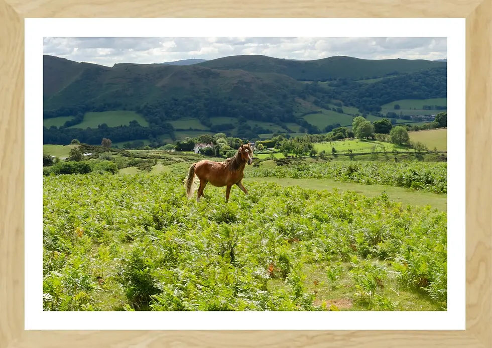Landscape Print wood frame - A chestnut horse stands proud in a lush green field, backed by the sweeping hills of Shropshire