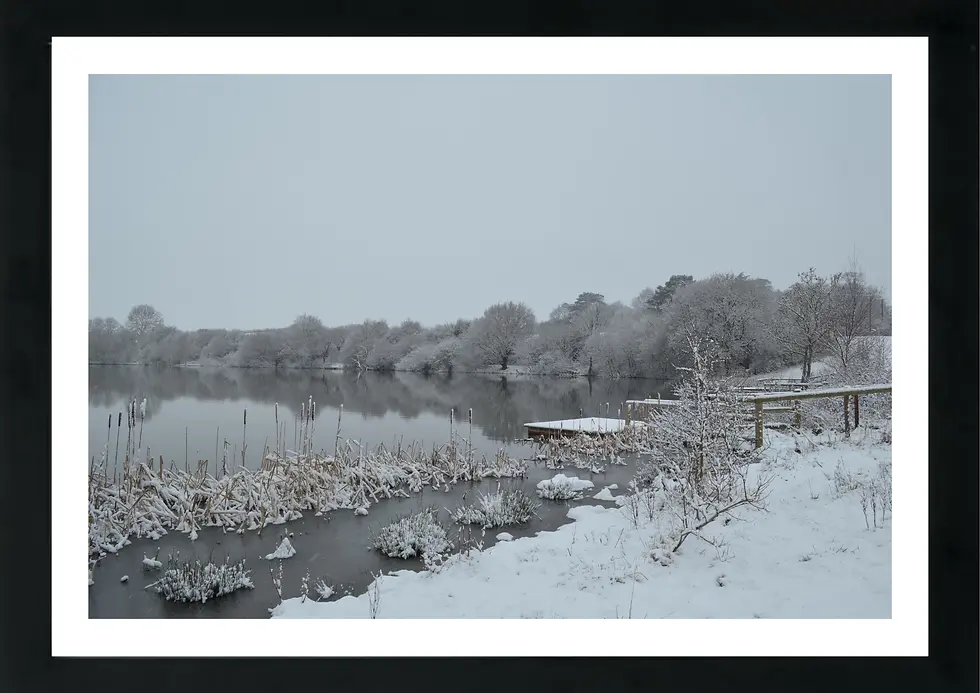 Thumbnail: Landscape Print with black frame - Featuring a calm lake framed by frosted reeds and snow-laden trees