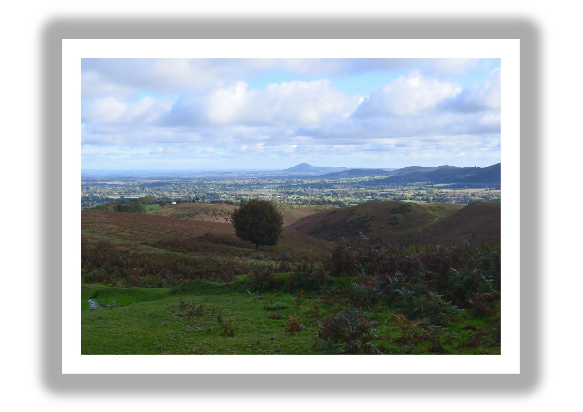 Landscape Print - single tree stands quietly on an open hillside, overlooking miles of green valleys and distant fields